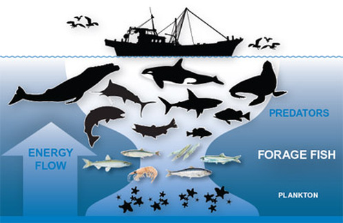 Whaling and Ecosystem - Whaling